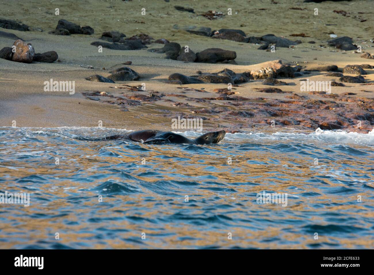 Galápagos Seelöwe spielt am Ufer des Sandstrands von Eden Island auf den Galapagos Inseln. Stockfoto