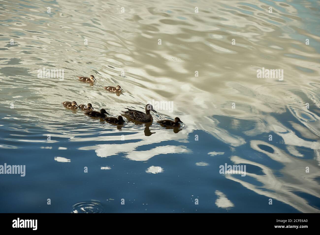 Die Ente schwimmt mit Enten auf dem Fluss. Reflexion des Himmels im Wasser.das Thema der Erhaltung und der Umwelt. Vögel und ihre Stockfoto