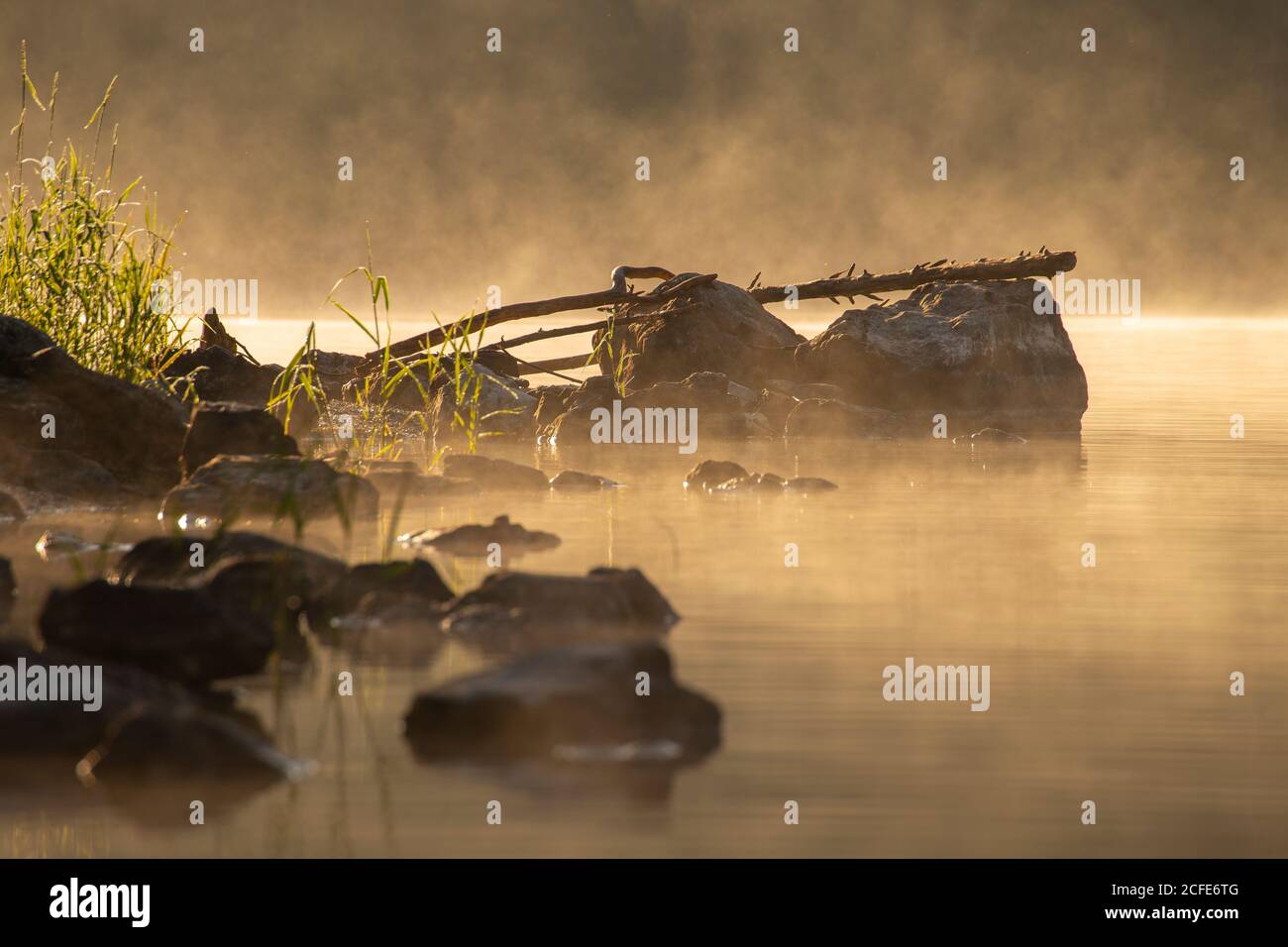 Baumstamm auf Felsen am Morgen Nebel am Eibsee, Nebel, Wasser, Ufer, Büsche, Gräser, Steine, Grainau, Garmisch-Partenkirchen, Oberbayern, Stockfoto