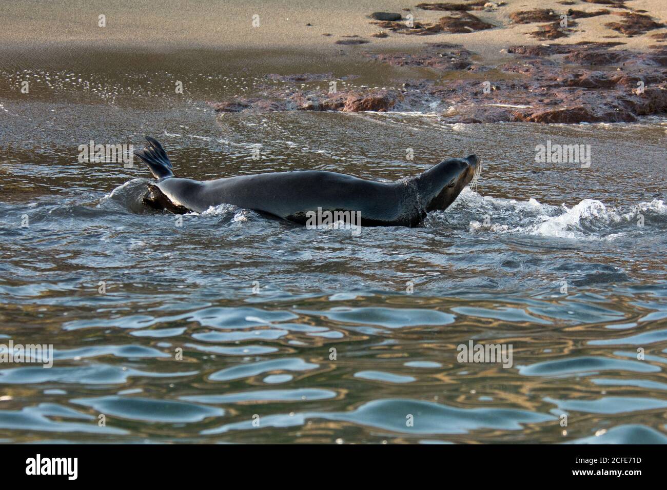 Galápagos Seelöwe spielt am Ufer des Sandstrands von Eden Island auf den Galapagos Inseln. Stockfoto