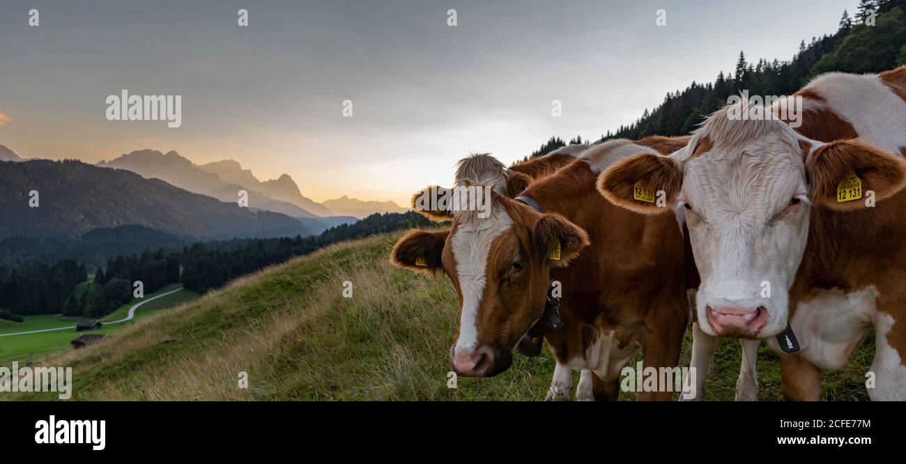 Drei braun-weiß gefleckte Kühe bei Gerold gegen Wettersteingebirge mit Alpspitze, Zugspitze und Waxensteinen und Berg Daniel (Österreich), Stockfoto