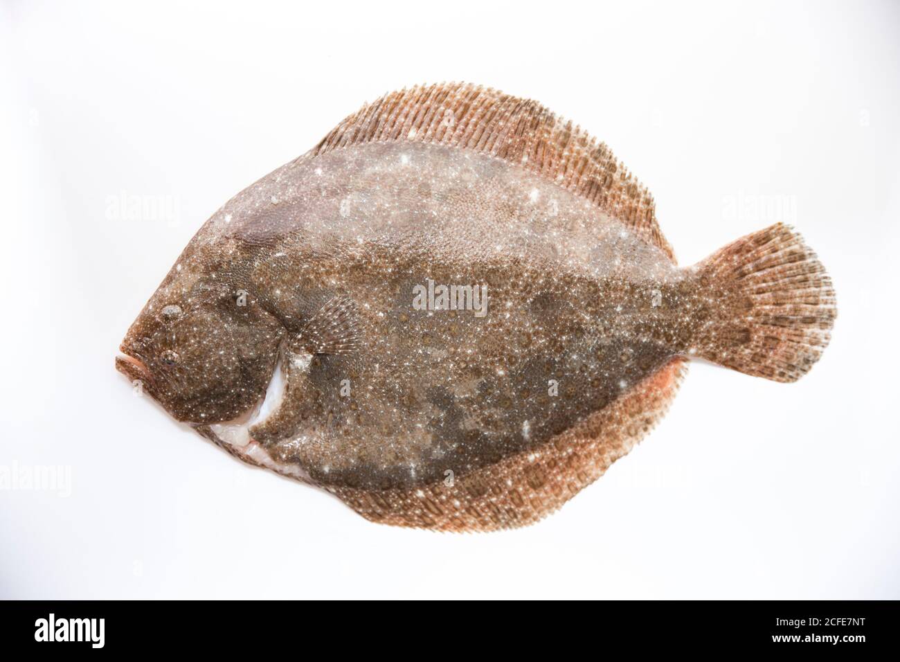 Ein ganz roher, ungekochte Brill, Scophthalmus rhombus, der im Ärmelkanal gefangen wurde. Weißer Hintergrund. Devon England GB Stockfoto