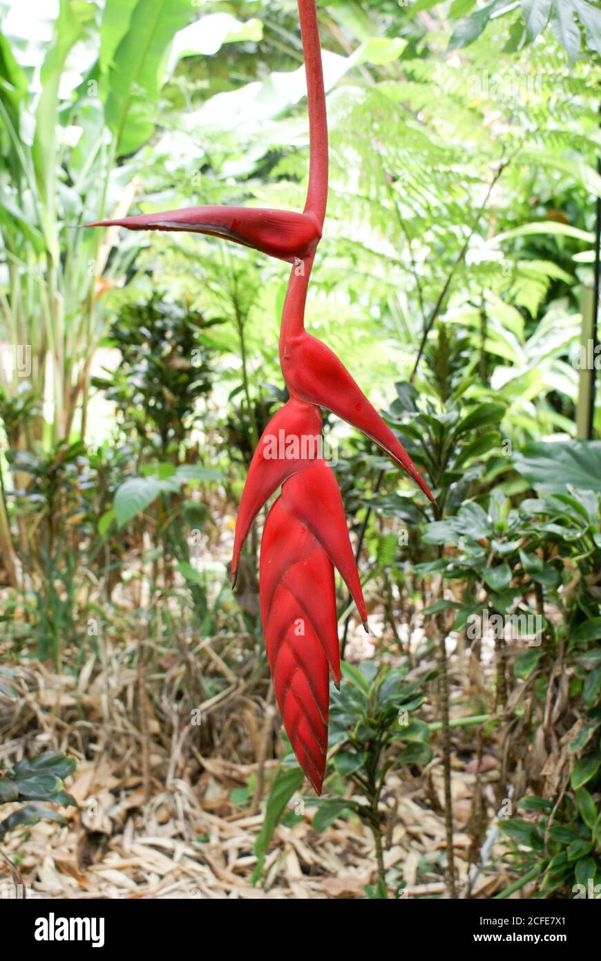 Rote, wachsartige Pendel-Heliconia-Blume in den Cairns Botanic Gardens, North Queensland Stockfoto