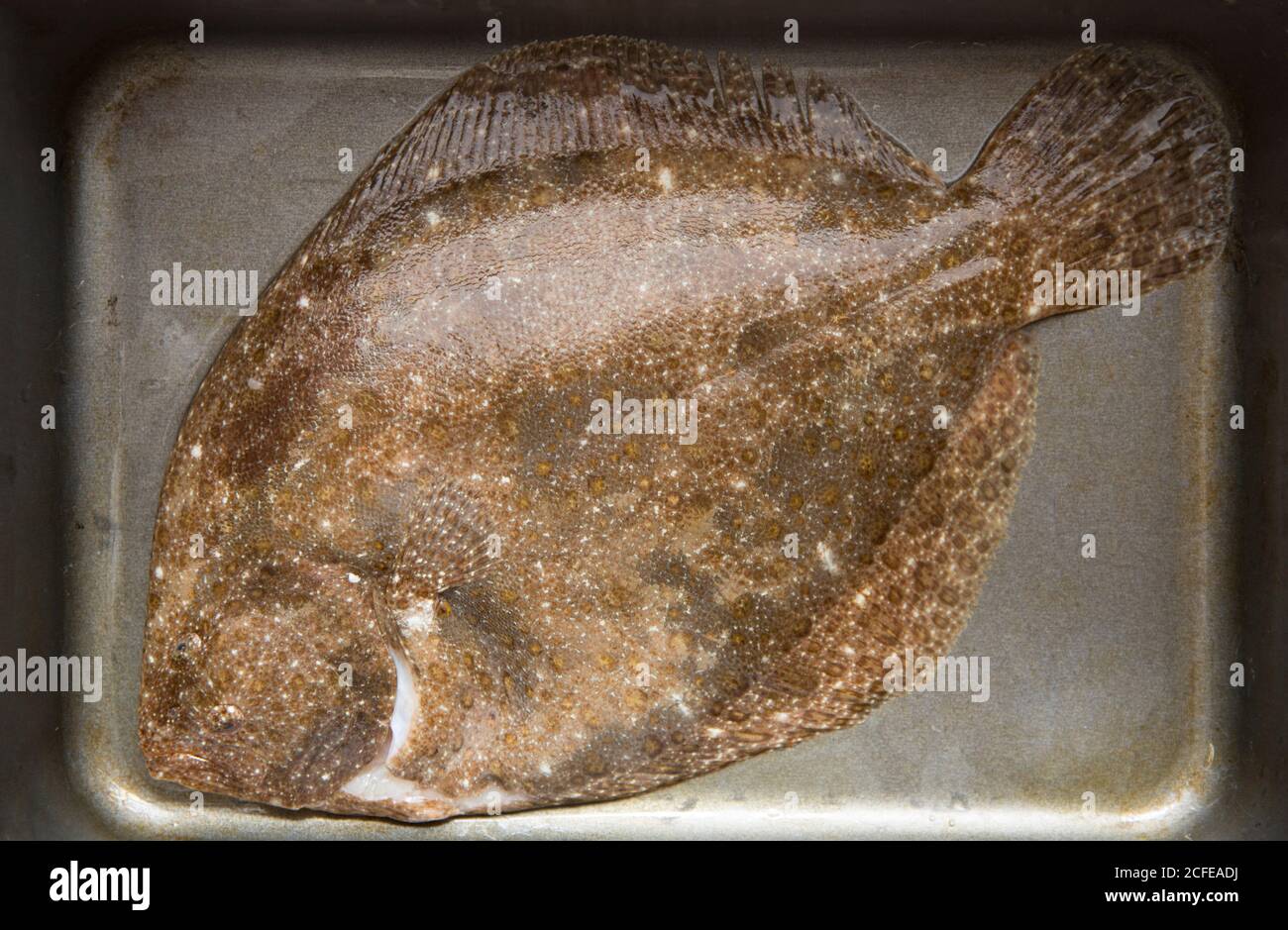 Ein ganz roher, ungekochte Brill, Scophthalmus rhombus, der im Ärmelkanal gefangen wurde. Devon England GB Stockfoto