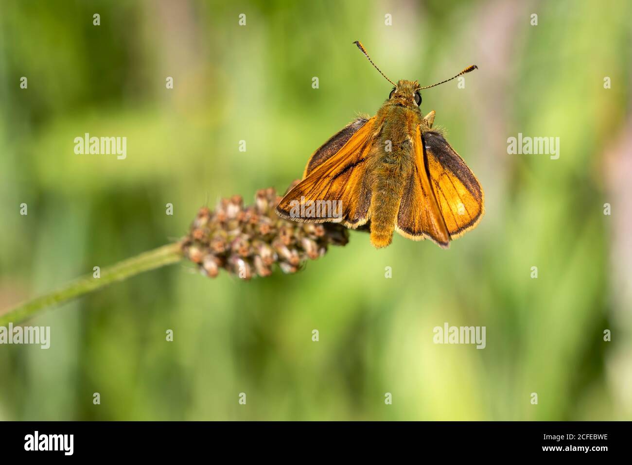 Großer Schmetterling des Skippers (Ochlodes slyvanus) Mit ausgestreckten Flügeln fliegt ein braunes Insekt im Frühlingsbestand Fotobild Stockfoto