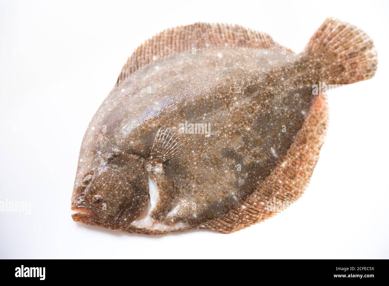 Ein ganz roher, ungekochte Brill, Scophthalmus rhombus, der im Ärmelkanal gefangen wurde. Weißer Hintergrund. Devon England GB Stockfoto