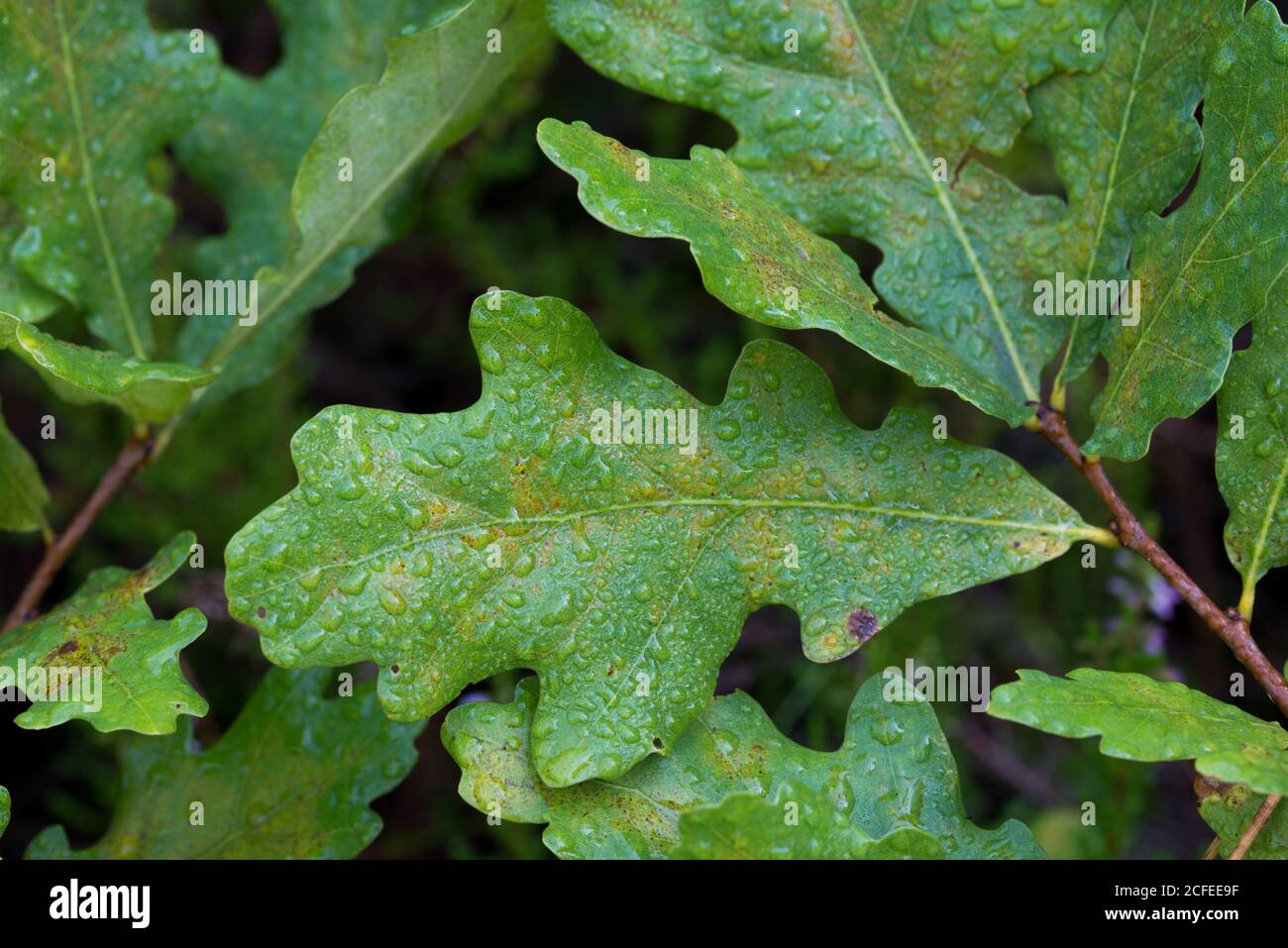 Grüne Eichenblätter auf Zweig mit Morgentau Nahaufnahme selektiv Fokus Stockfoto