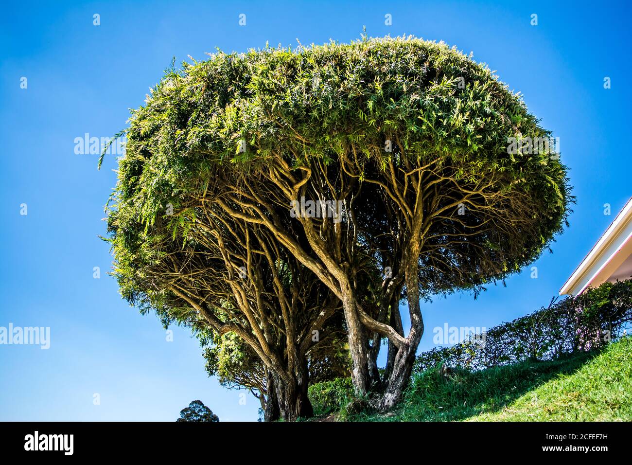 Schöne Aussicht auf botanischen Garten und Rosengarten von Ooty Tamil Nadu Stockfoto