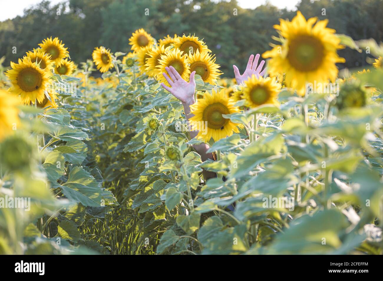 Feld mit Sonnenblumen und ausgestreckten Händen zwischen den Blütenköpfen Stockfoto