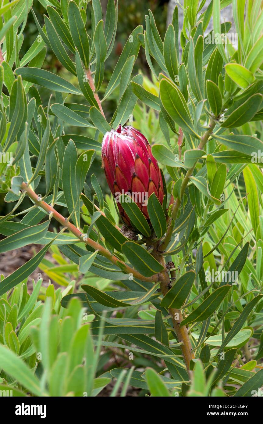 Sydney Australien, Blütenstiel einer protea magnifica X pudens im Garten Stockfoto