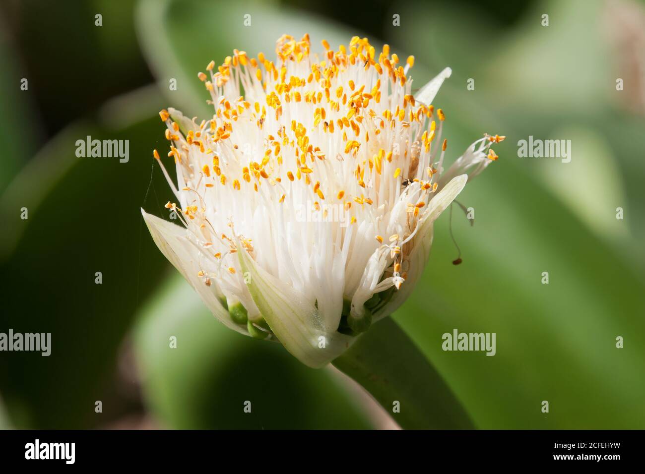 Sydney Australien, Nahaufnahme einer weißen Blume einer Haemanthus albiflos oder einer Rasierpinsel-Lilie Stockfoto