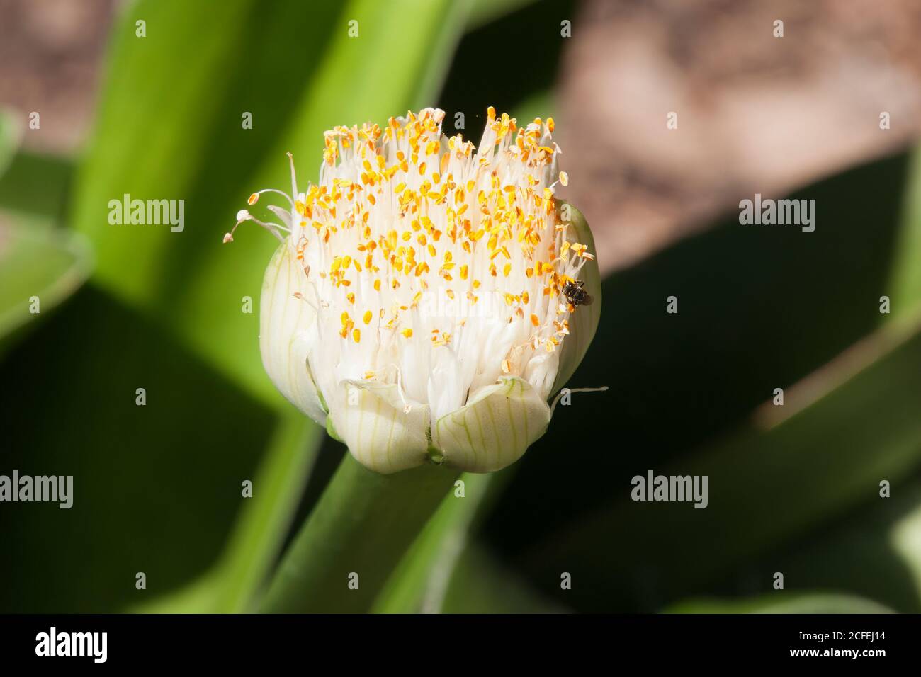 Sydney Australien, weiße Blume einer Haemanthus albiflos oder Rasierpinsel Lilie im Garten Stockfoto