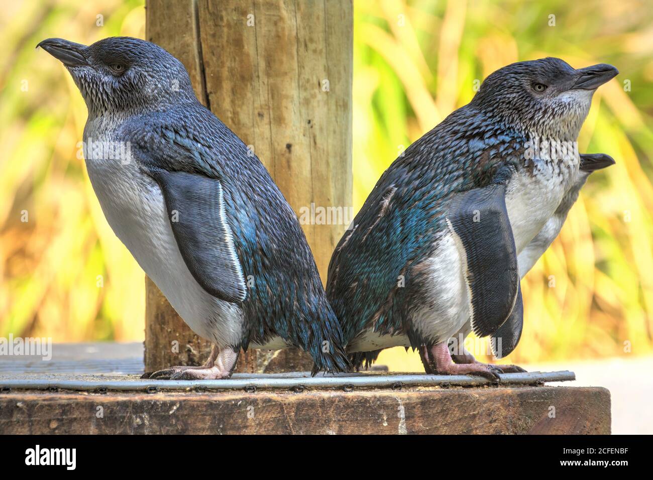 Eine Gruppe kleiner blauer Pinguine, auch bekannt als Zwergpinguine, die kleinste Pinguinart der Welt. Sie sind in Australien und Neuseeland zu finden Stockfoto