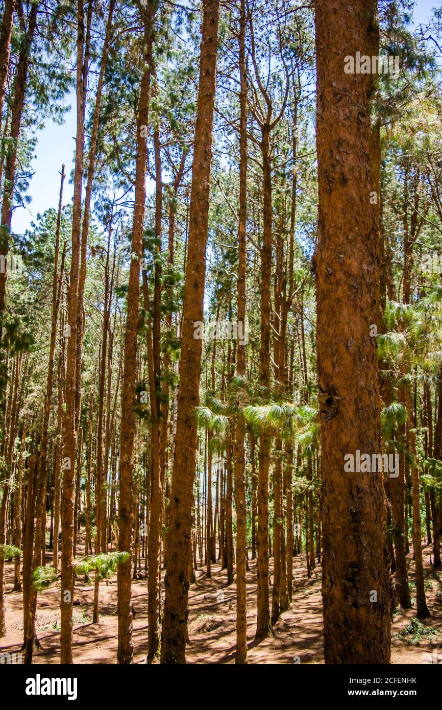 Kiefernwald in der Nähe von Ooty pykara tamilnadu Indien. Kiefernwälder rühmt sich einer guten Sammlung von ordentlich gepflanzten Kiefern Stockfoto