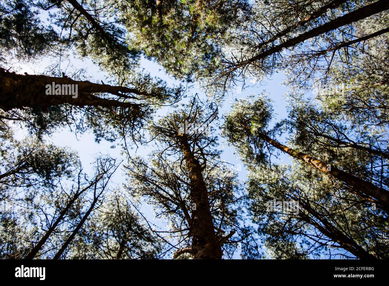 Kiefernwald in der Nähe von Ooty pykara tamilnadu Indien. Kiefernwälder rühmt sich einer guten Sammlung von ordentlich gepflanzten Kiefern Stockfoto