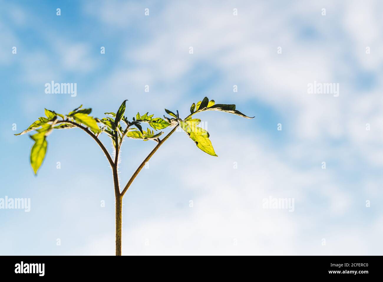 Nahaufnahme von grünen Blättern der wachsenden Tomatenpflanze mit sonnigen Frühlingshimmel im Hintergrund im Garten Stockfoto