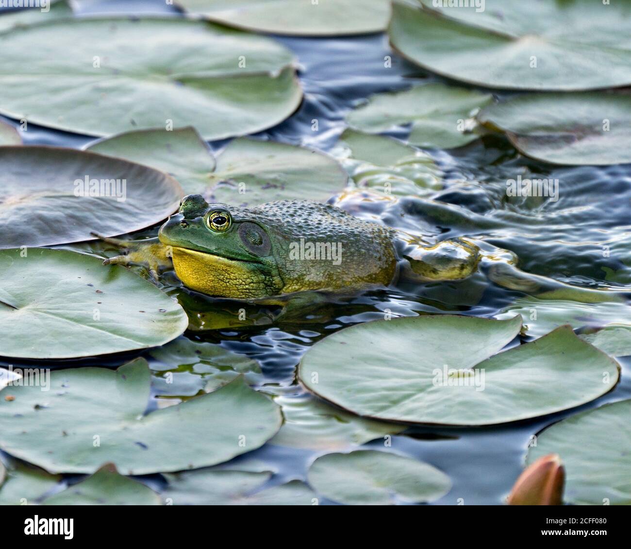 Frosch auf einer Seerose im Wasser sitzend, zeigt grünen Körper, Kopf, Beine, Auge in seiner Umgebung und Lebensraum, Blick auf die linke Seite. Stockfoto