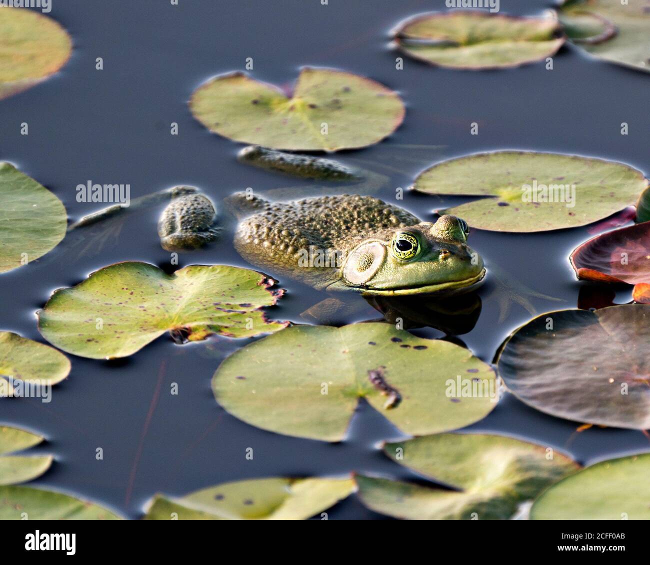 Frosch auf einer Seerose im Wasser sitzend, zeigt grünen Körper, Kopf, Beine, Auge in seiner Umgebung und Umgebung. Stockfoto