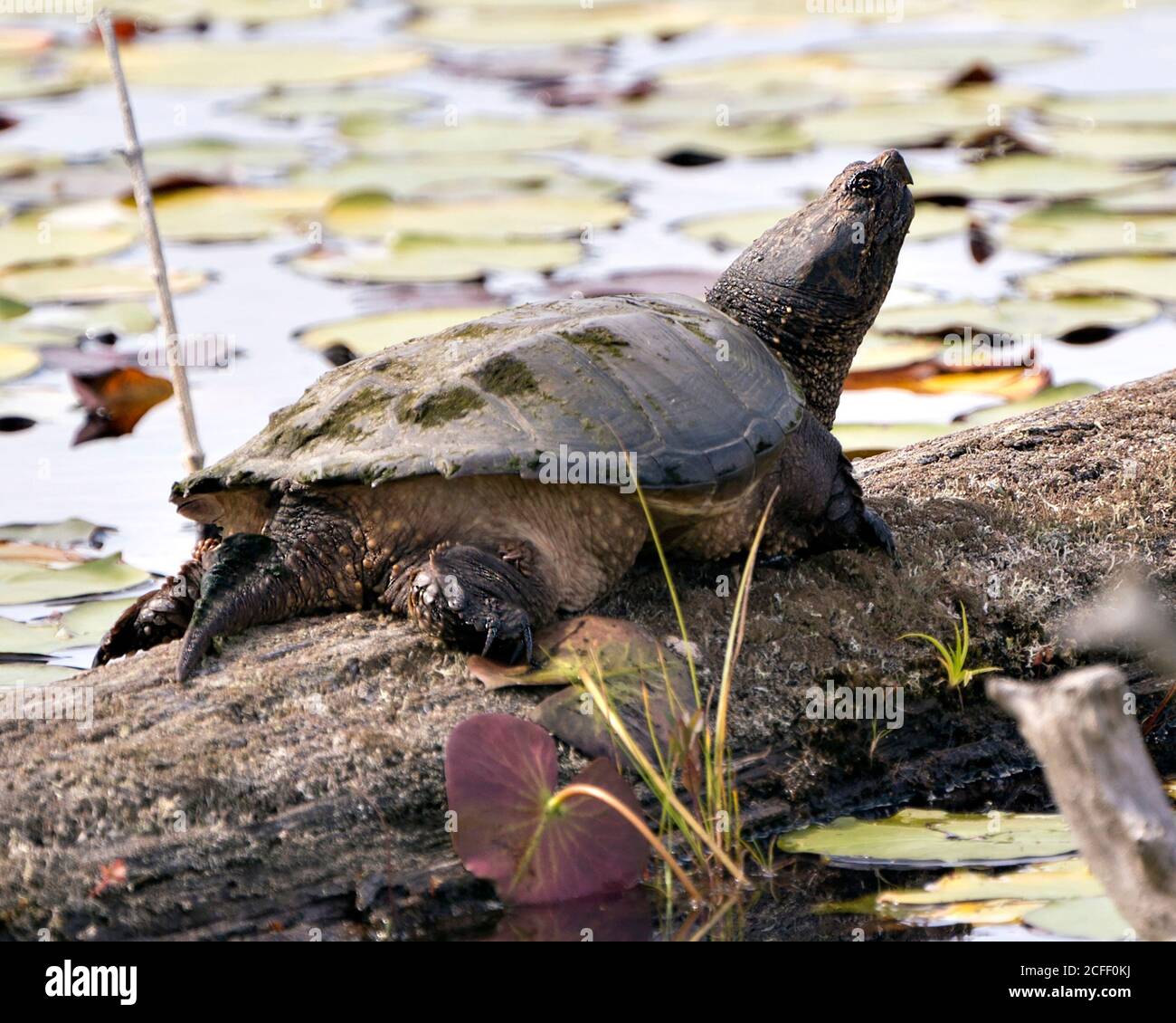 Schnappschildkröte Nahaufnahme Profil Ansicht durch den Teich zeigt seine Schildkröte Schale, Kopf, Auge, Nase, Mund, Pfoten, Wandern auf Kies in seiner Umgebung und Stockfoto