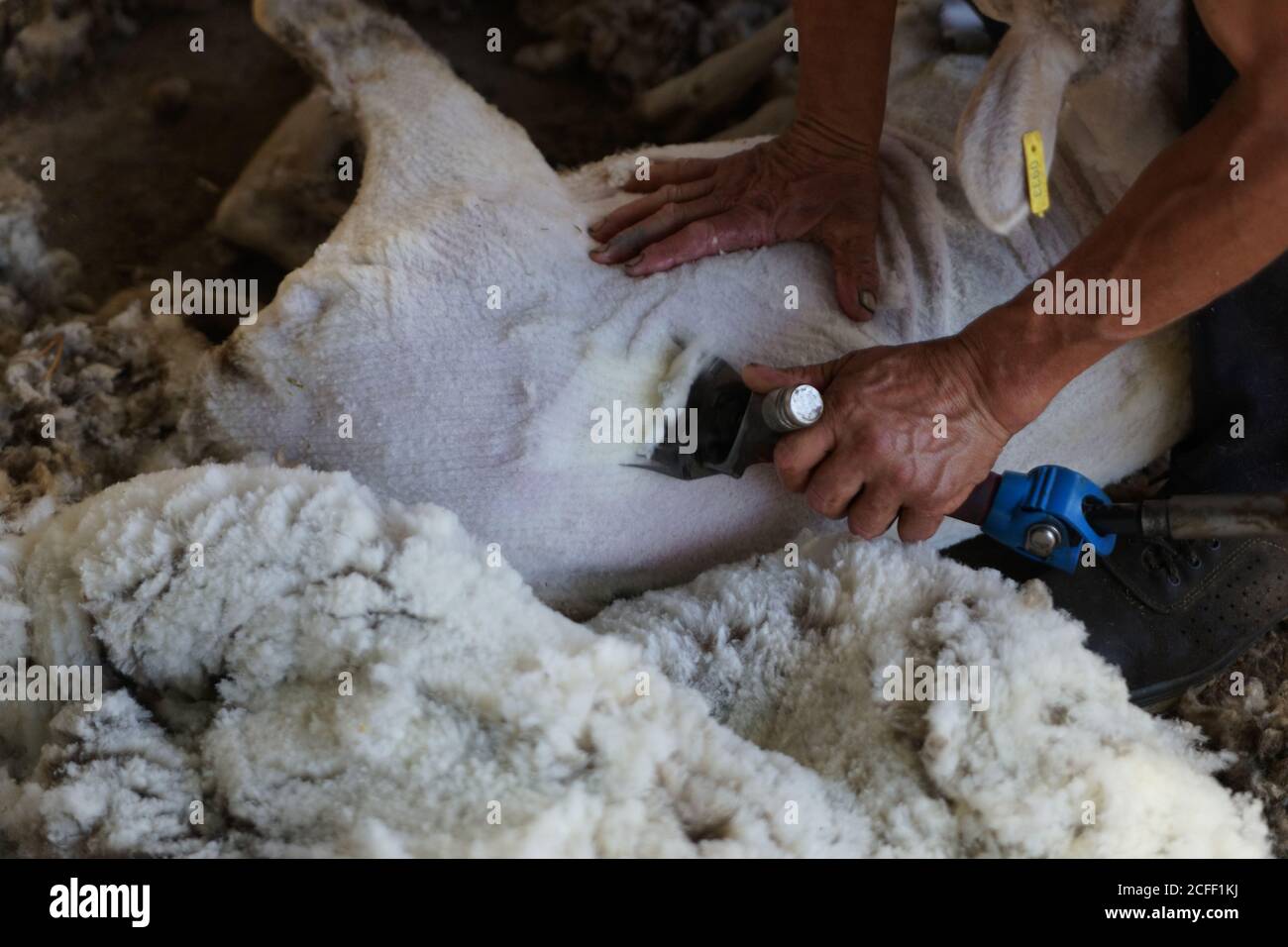Nicht erkennbarer Farmarbeiter Entfernen von Wolle von Schafen mit professionellem Werkzeug Auf dem Boden im Schuppen Stockfoto