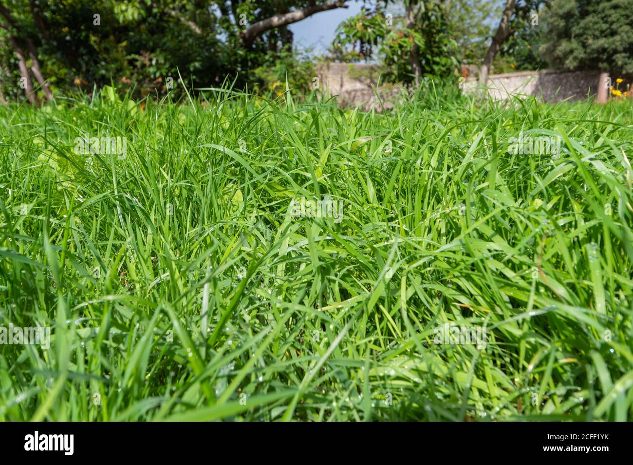 Tau auf unordentem Fleck des langen ungeschnitten Grases im Garten. Taufiges, leicht feuchtes Gras. Stockfoto