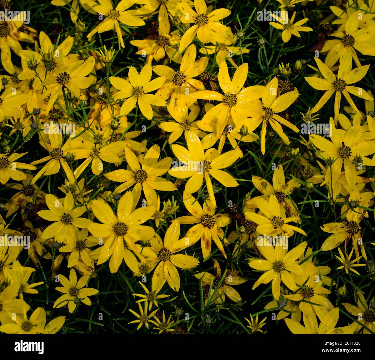 Coreopsis verticillata grandiflora, Edinburgh, Schottland Stockfoto