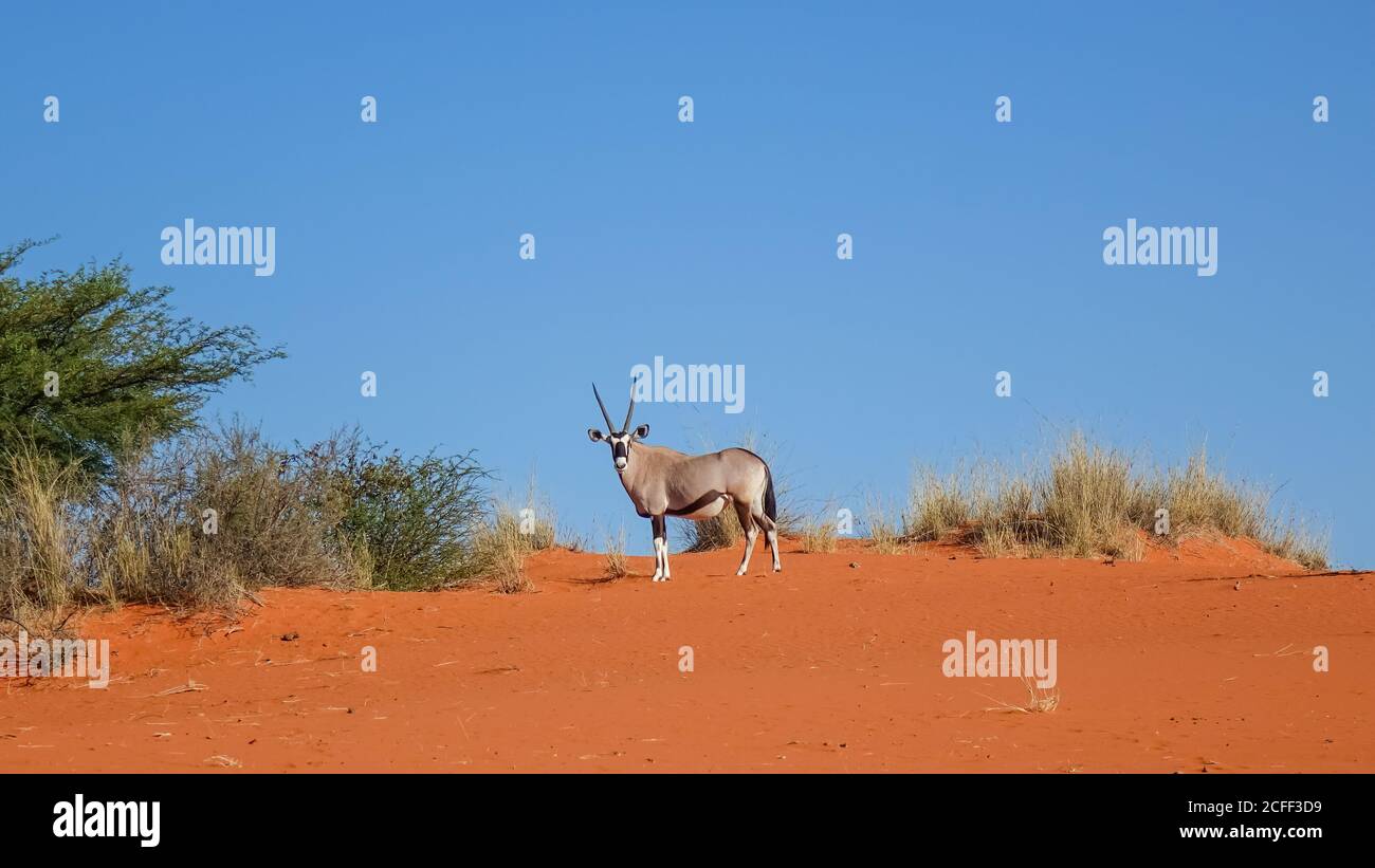 Oryx-Antilope (Oryx-Gazella) steht vor einem blauen Himmel in der Namib-Wüste in Namibia, Afrika. Stockfoto