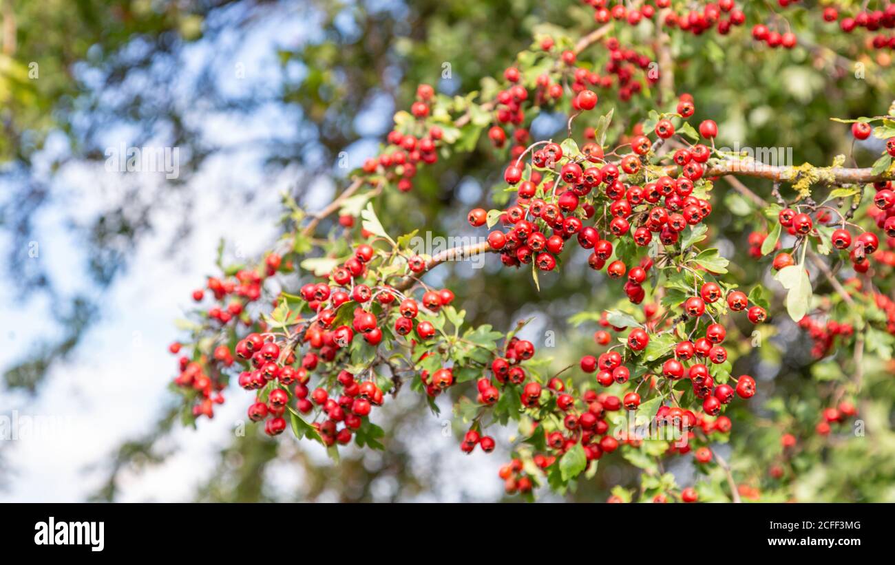 Rotdorn beries auf einem Baum vor einem Blauer wolkigen Himmel Stockfoto