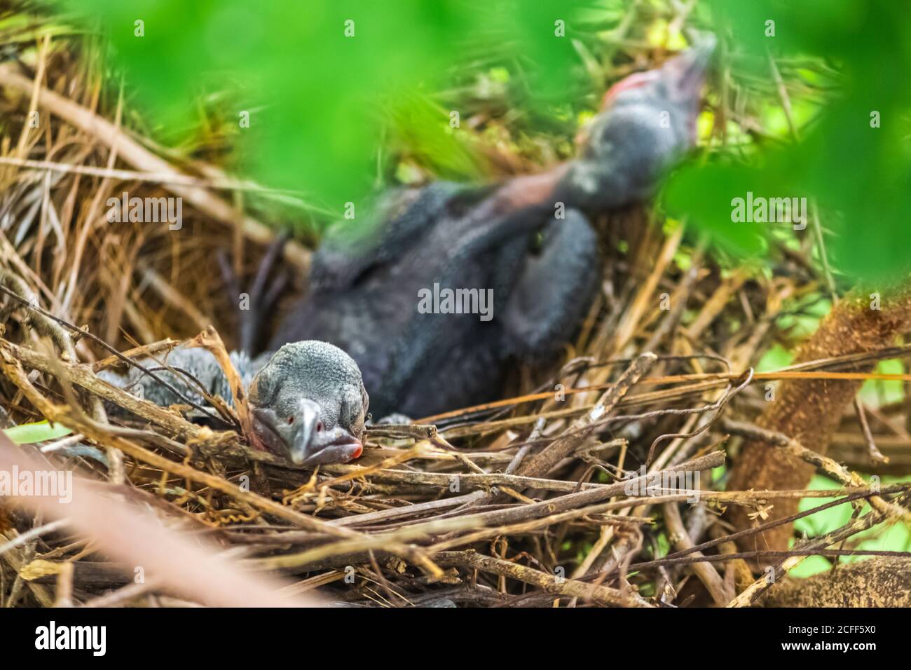 Babykrähe liegt im Nest und schlüpft auf ihre Mutter für Nahrung. Neugeborene Krähe / corvus auf Krähe Nest oben auf dem Baum. Vögel brüten bei Stockfoto