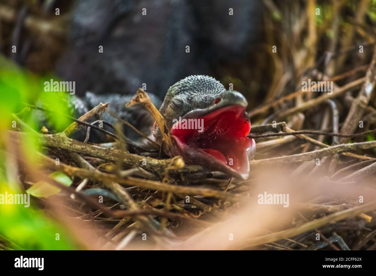 Babykrähe liegt im Nest und schlüpft auf ihre Mutter für Nahrung. Neugeborene Krähe / corvus auf Krähe Nest oben auf dem Baum. Vögel brüten bei Stockfoto