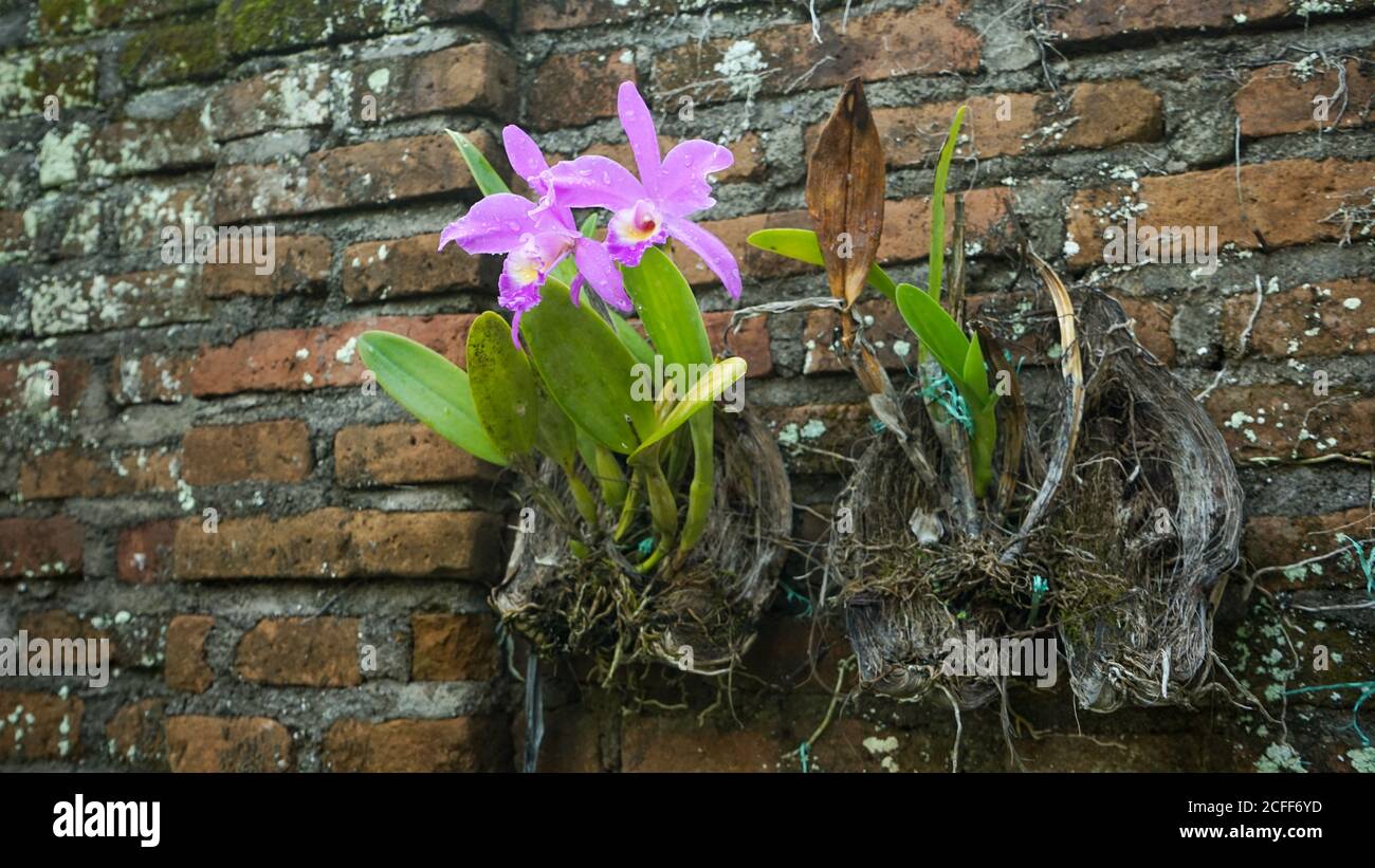 Nahaufnahme der Blumen in der Blüte am Morgen Stockfoto