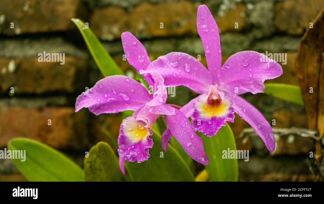 Nahaufnahme der Blumen in der Blüte am Morgen Stockfoto