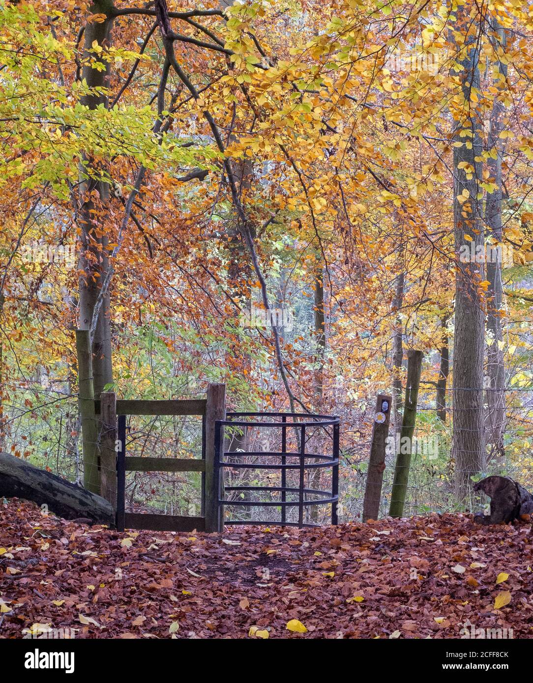 Herbstliche Buchenbäume auf Grim's Graben mit Beschilderung und einem küssenden Tor. Stockfoto