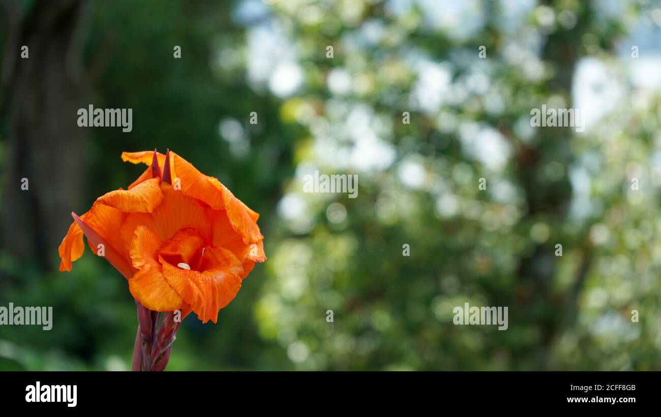 Nahaufnahme der Blumen in der Blüte am Morgen Stockfoto