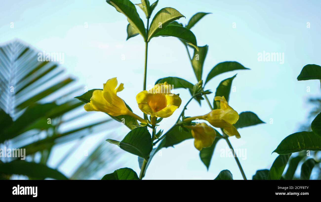 Nahaufnahme der Blumen in der Blüte am Morgen Stockfoto