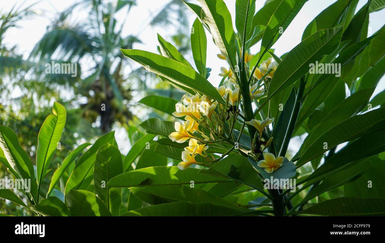 Nahaufnahme der Blumen in der Blüte am Morgen Stockfoto