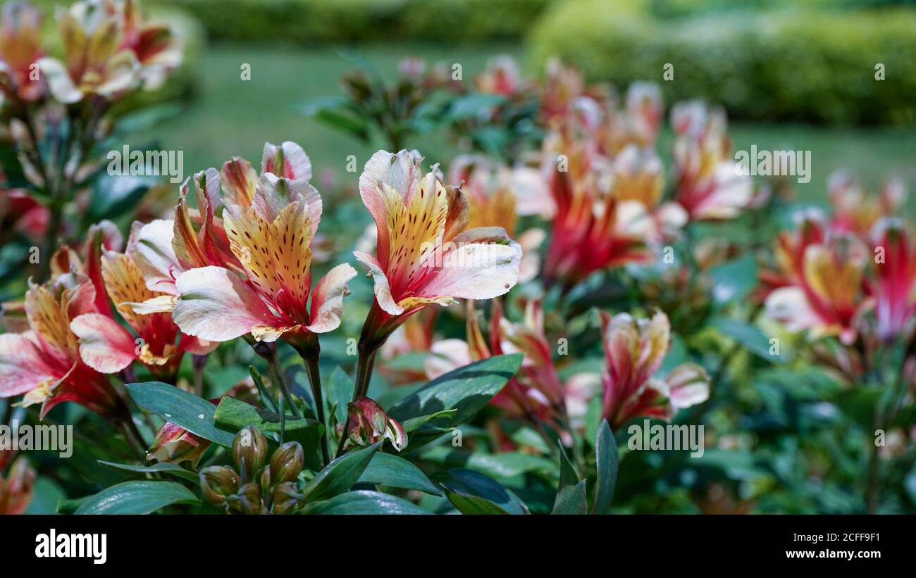 Nahaufnahme der Blumen in der Blüte am Morgen Stockfoto