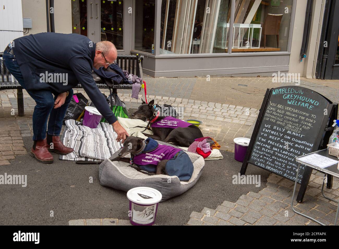 Windsor, Berkshire, Großbritannien. September 2020. Ein Mann hält an, um zwei Windhundrettungshunde der Wohltätigkeitsorganisation Wimbledon Greyhound Welfare zu begrüßen. Quelle: Maureen McLean/Alamy Live News Stockfoto