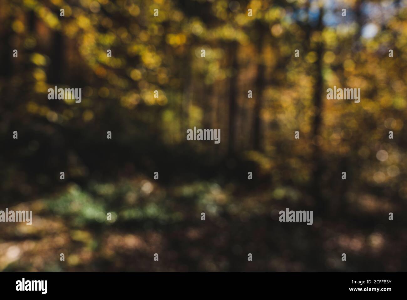 Defocsued Baumstämme mit gelben und orangefarbenen Blättern wächst in Ruhiger Wald tagsüber im Herbst Stockfoto