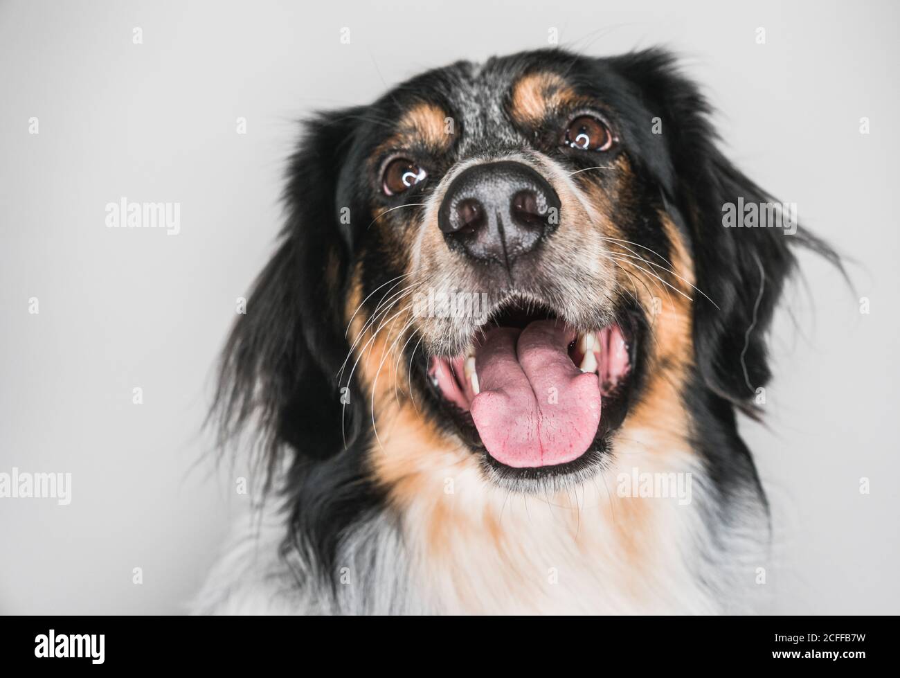 Berner Sennenhund Mix Stockfotos und bilder Kaufen Alamy
