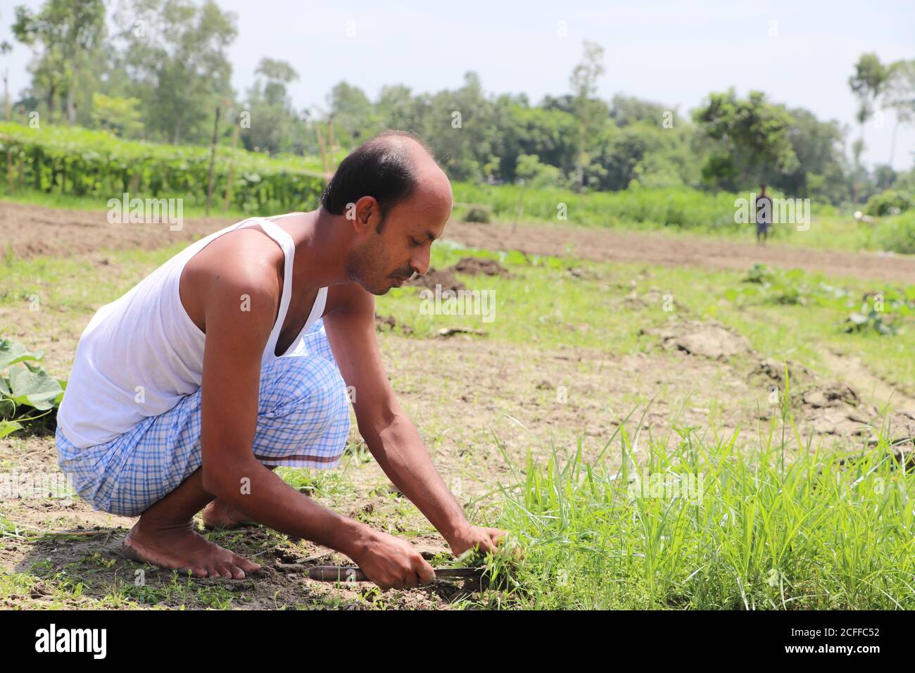 Asiatischer Bauer, der auf einem Gemüsefeld arbeitet, Unkraut reinigt Stockfoto