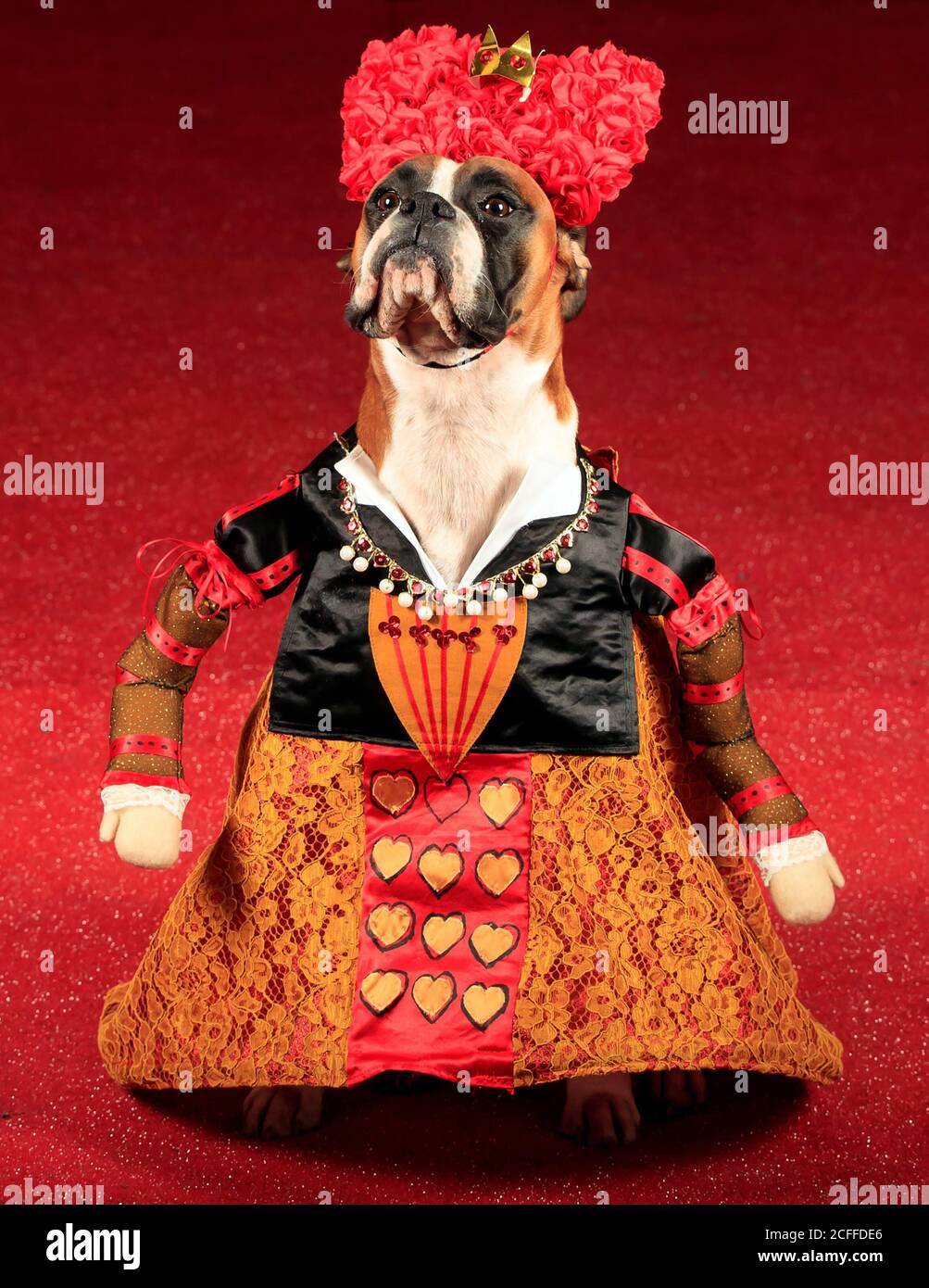 Ruby der Boxer Hund als Königin der Herzen gekleidet, während einer Alice im Wunderland und Charlie und der Chocolate Factory themed Furbabies Dog Pageant in Jodhpurs Riding School in Tockwith, North Yorkshire. Stockfoto