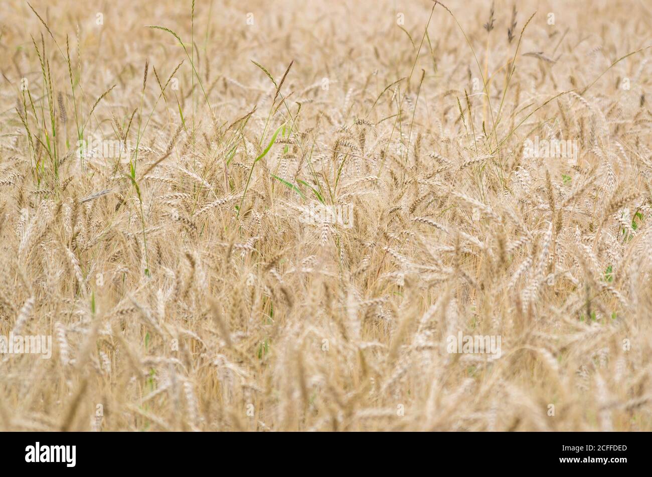 Reife Weizenkulturen im flachen Fokus. Saisonaler landwirtschaftlicher Hintergrund. Stockfoto