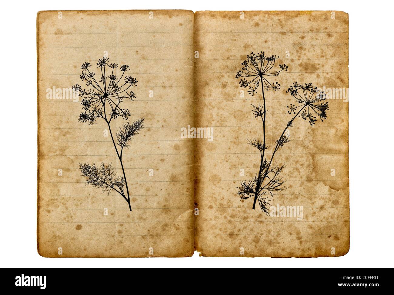Altes Schulbuch mit Dill-Pflanzenzeichnung. Gealterte Papiertextur Stockfoto