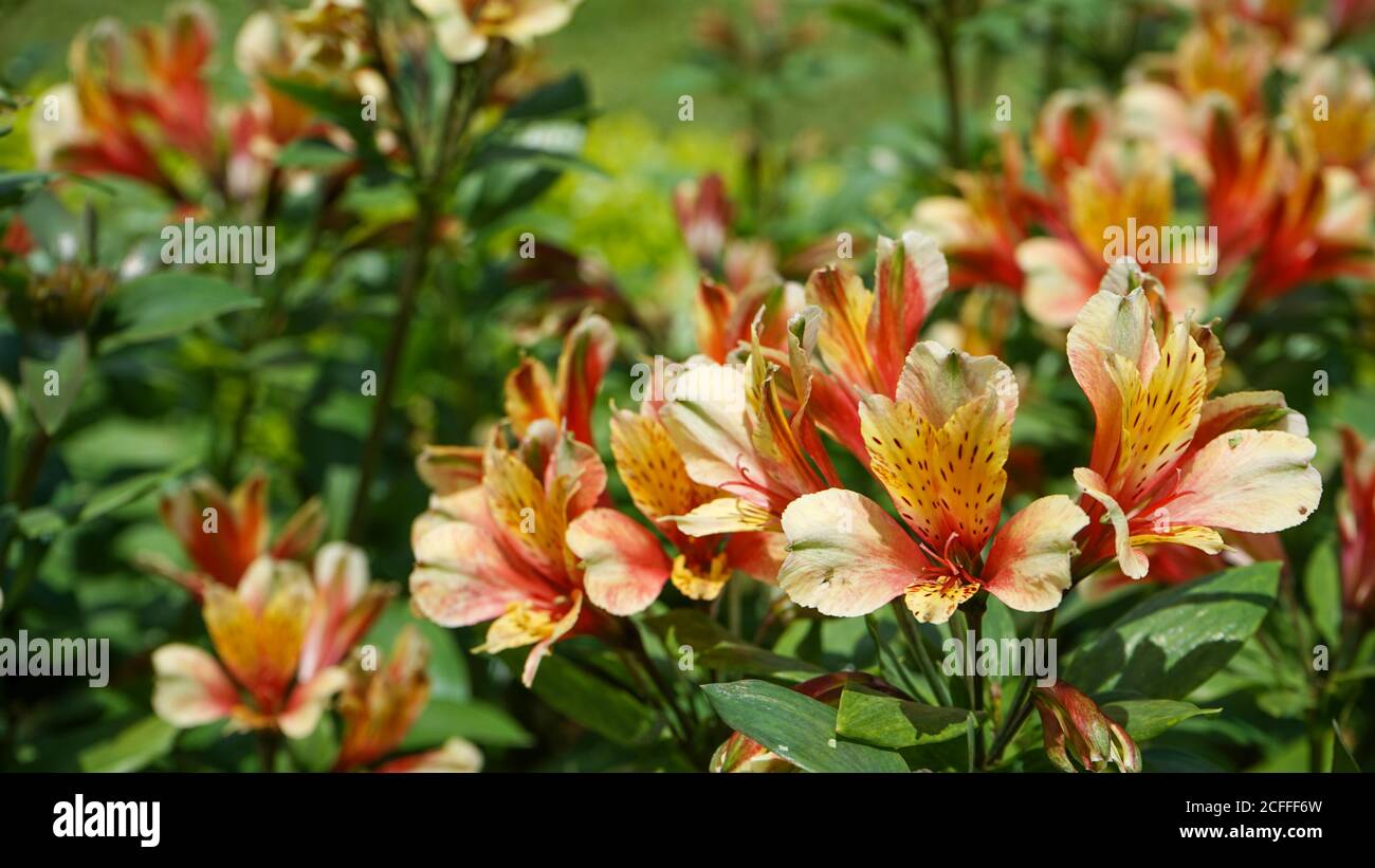 Nahaufnahme der Blumen in der Blüte am Morgen Stockfoto