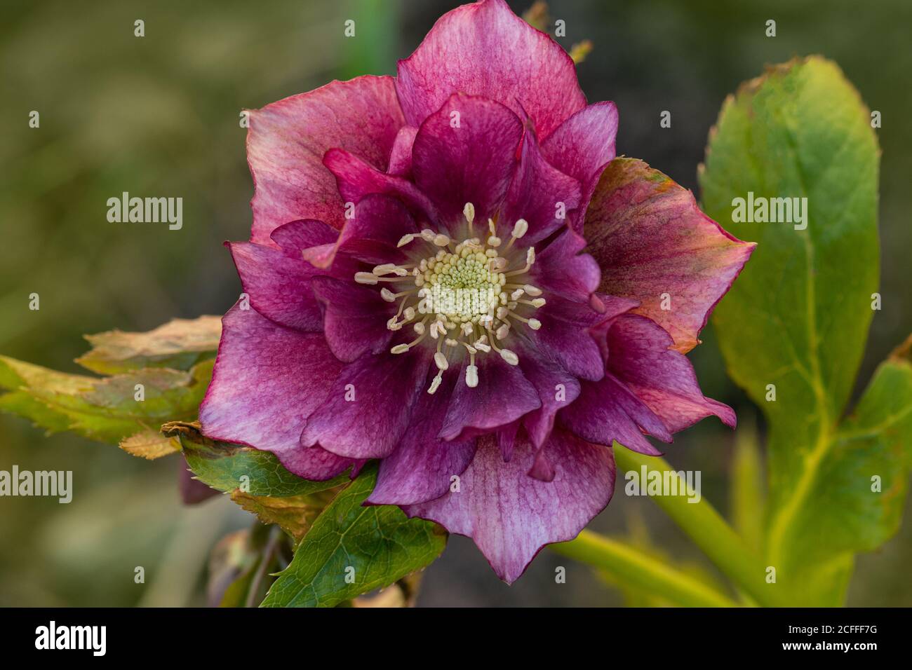 Hellebore lila rosa Blume Double Ellen Pink mit Flecken auf dem Blütenblatt. Helleborus double ellen Bloom. Stockfoto