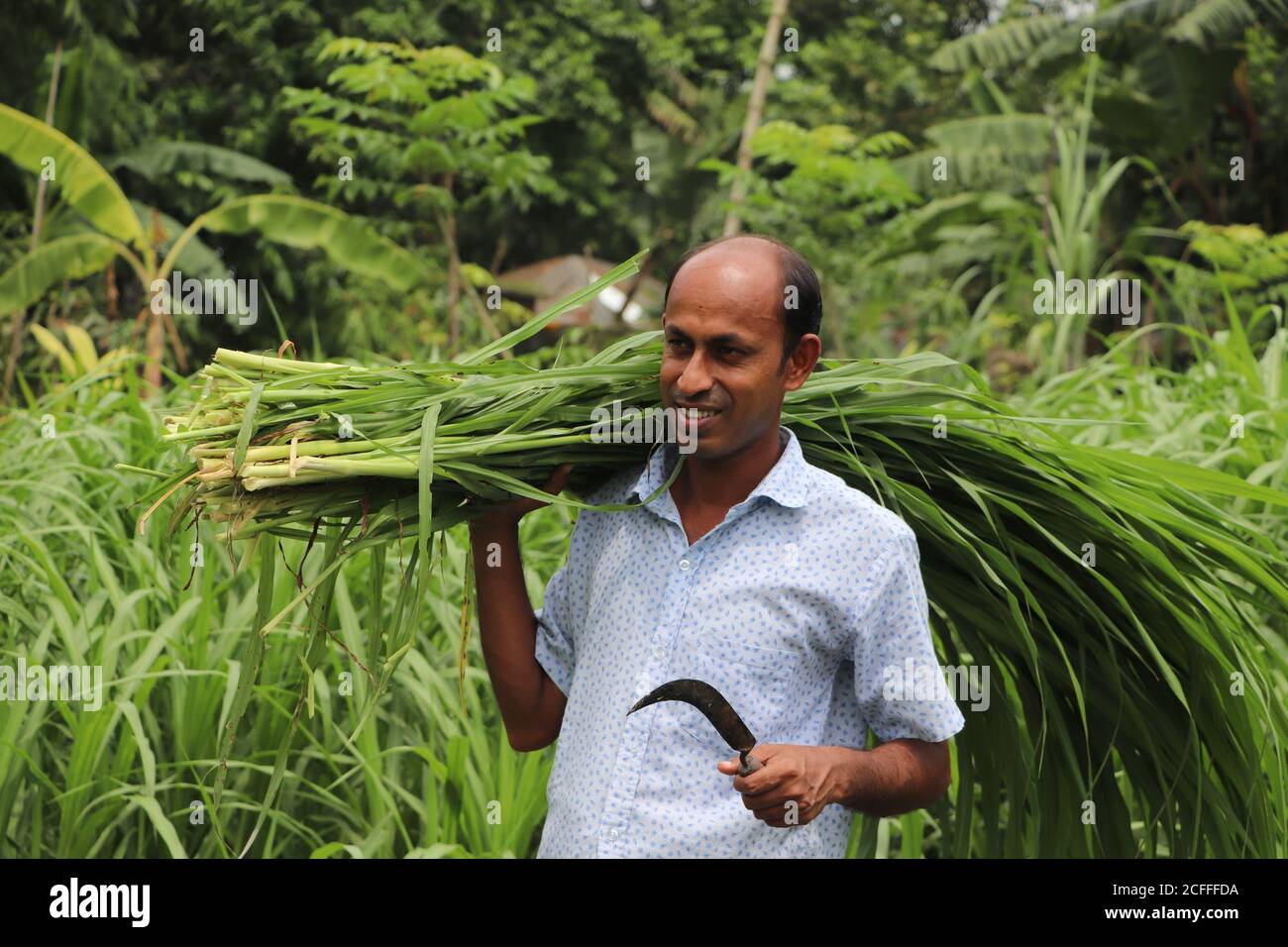 Lächelnder asiatischer Bauer, der frisches grünes Gras auf seiner Schulter trägt Zur Fütterung von Rindern Stockfoto