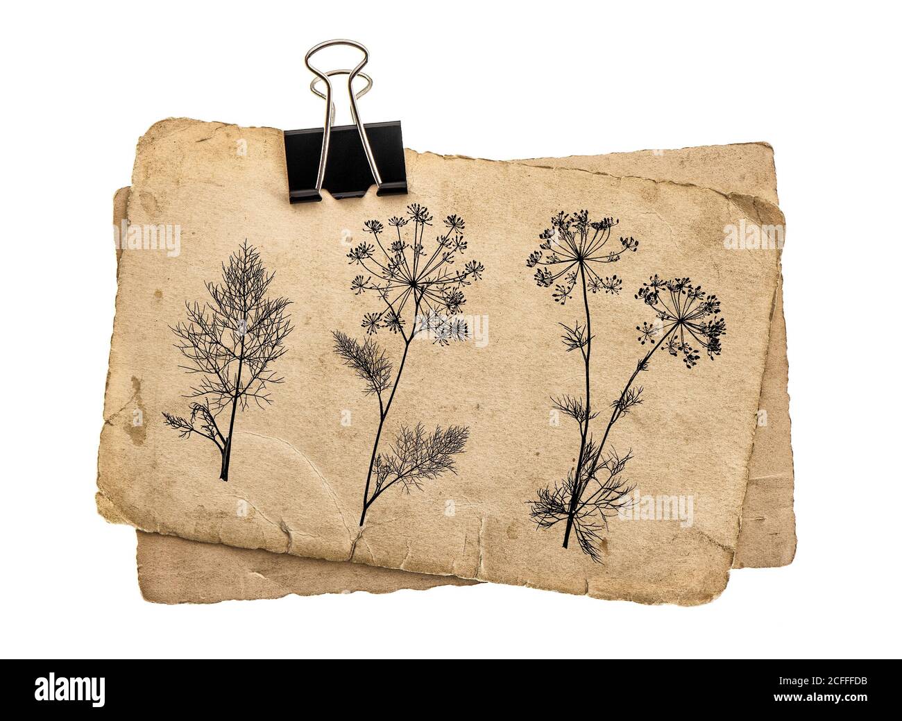 Alte Papierblätter mit Vintage-Clip. Grungy Karton Textur florale Skizze Stockfoto