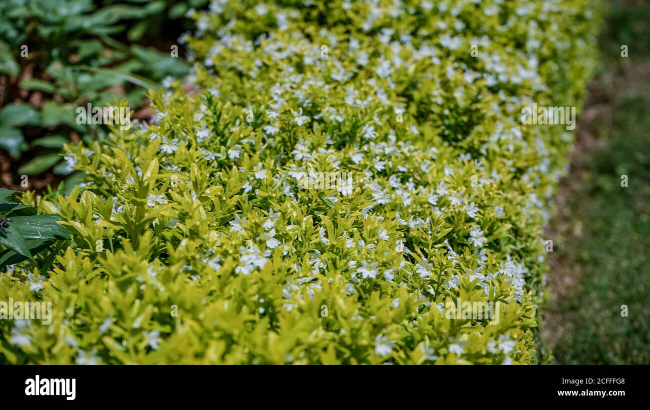 Nahaufnahme der Blumen in der Blüte am Morgen Stockfoto