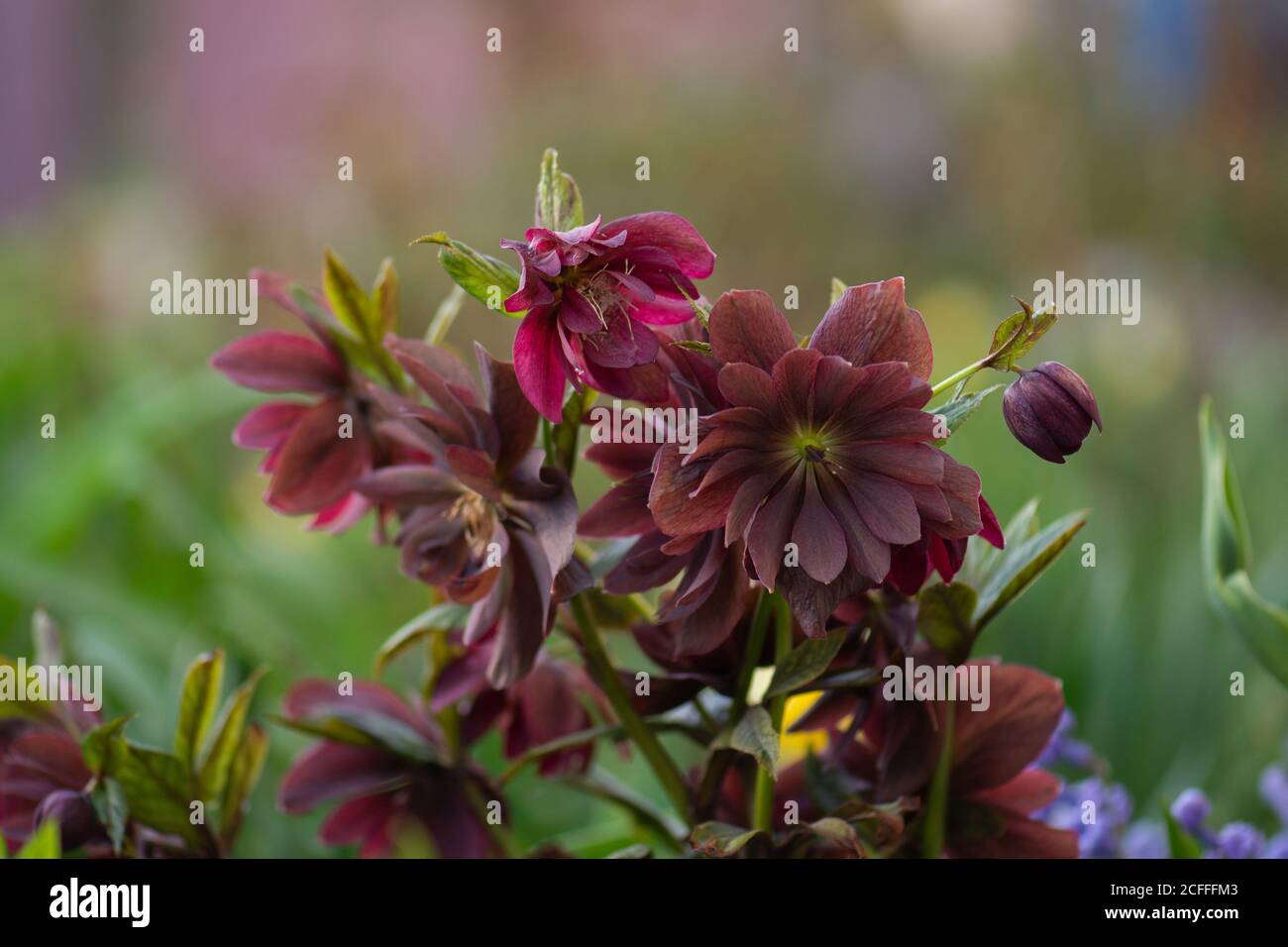 Hellebore wächst im Garten. Hellebore Double Ellen Red. Helleborus double ellen Bloom. Stockfoto